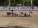 Hengstparade Warendorf
