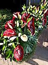 Rosenfestival_7
