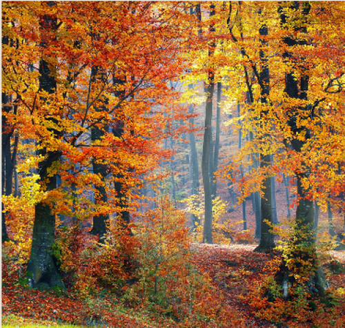 Vater-Kind Auszeit im Herbstwald