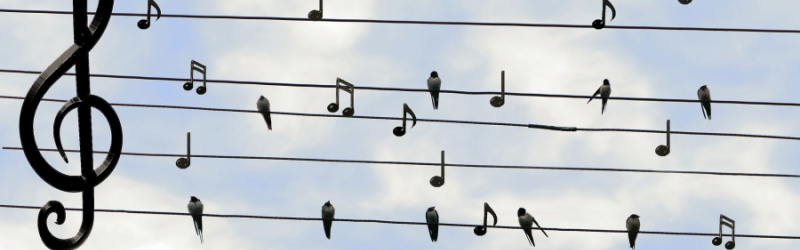 An alle Musikinteressierte!